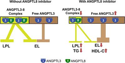 The Potential of ANGPTL8 Antagonism to Simultaneously Reduce Triglyceride and Increase HDL-Cholesterol Plasma Levels